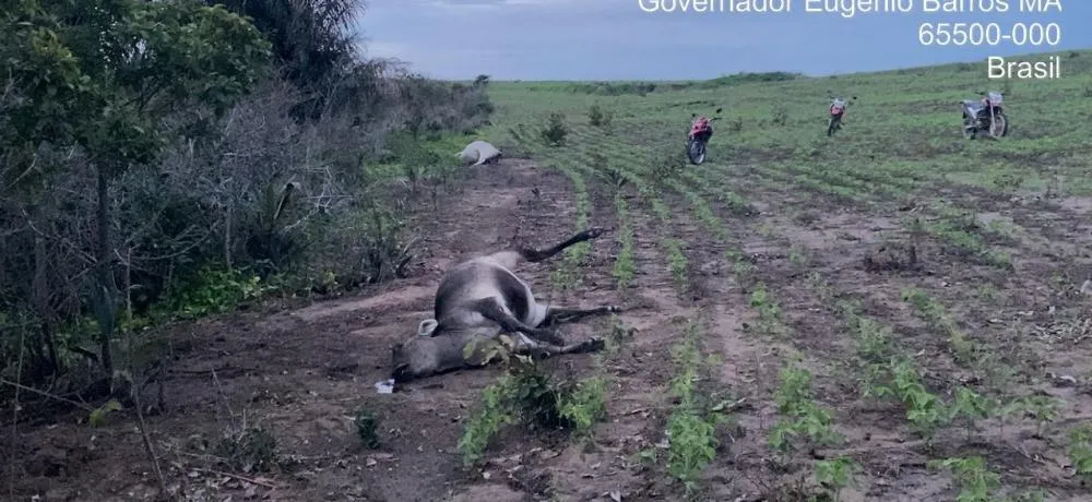 Terror no Campo! Famílias Acusam Empresa INSOLO AGROINDÚSTRIAL de Ameaças, Violência e Execução de Animais