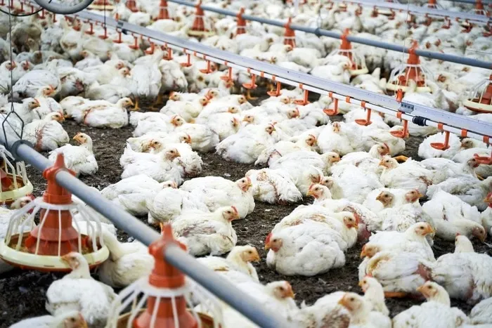 ALERTA: Ministério da Agricultura investiga novas suspeitas de gripe aviária